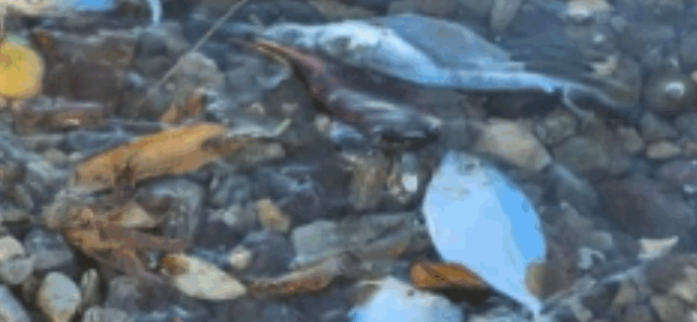 Authorities investigating the Palisadoes fish kill Jamaica.
