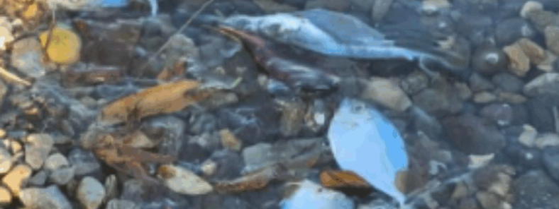Authorities investigating the Palisadoes fish kill Jamaica.