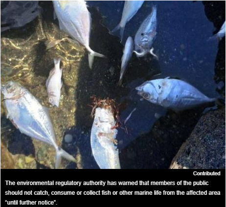 NEPA investigation of the Kingston Harbour fish kill along Palisadoes.